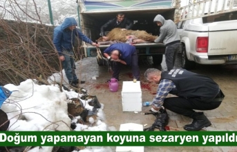 Doğum yapamayan koyuna sezaryen doğum yapıldı