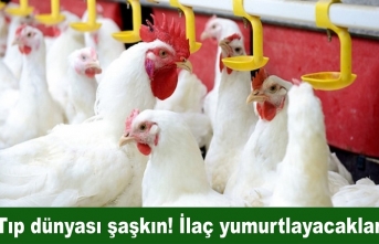 Tıp dünyası şaşkın! İlaç yumurtlayacaklar