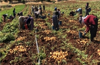 Patates Hasadı Başladı