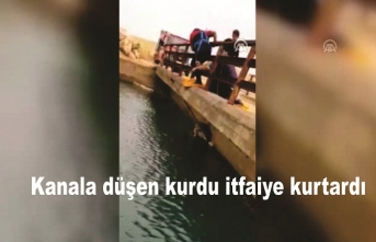 Kanala düşen kurdu itfaiye kurtardı