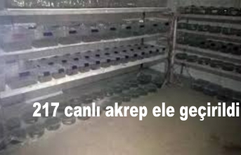 217 canlı akrep ele geçirildi