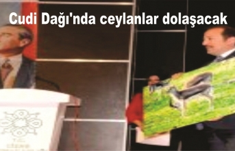 Cudi Dağı'nda ceylanlar dolaşacak