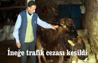 İneğe trafik cezası kesildi