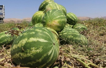 Diyarbakır Karpuzun hasadına başlandı