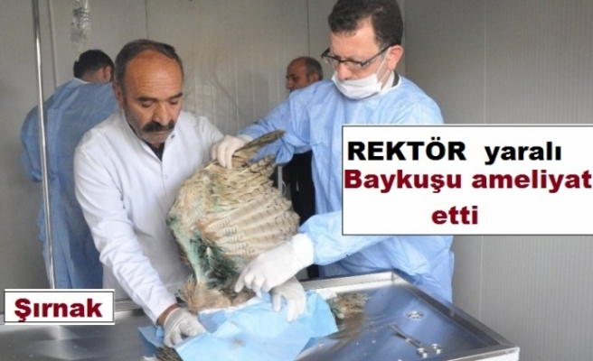 Rektör yaralı Baykuşu ameliyat etti