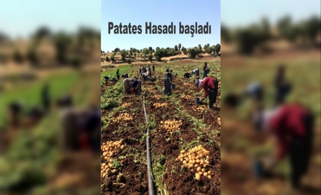 Patates Hasadı Başladı