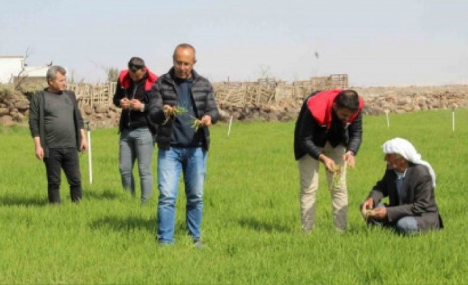 Şeğ Hesen'de tırtıl istilası