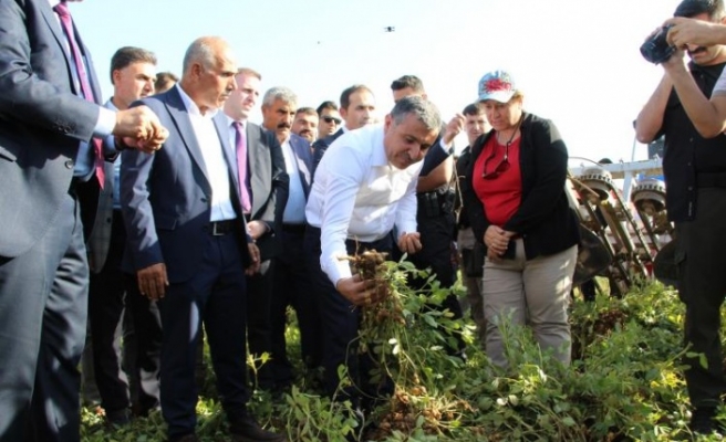 Şırnak Valisi Fıstık hasadı yaptı