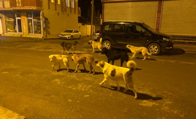 İdil'in sokaklarında köpekler zamanı