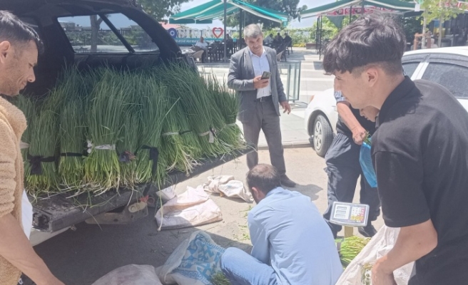 Sirik otu tezgahta satışa sunuldu