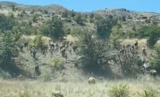 Şırnak'ta Domuz sürüsü görüntülendi