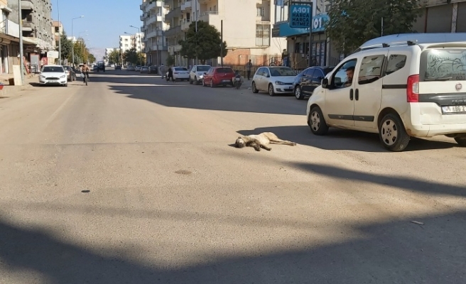 Dikkat edin Köpek uyuyor !