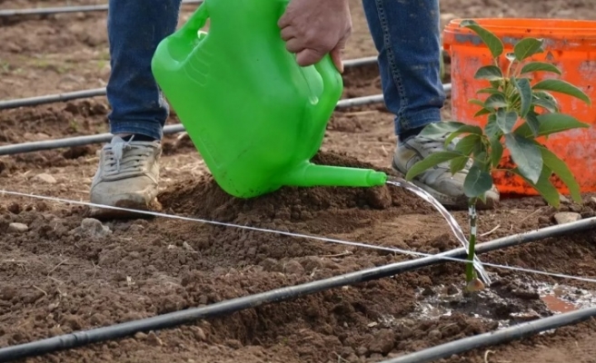 Tropikal serası kuruldu