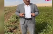 Mardin'de yer fıstığı ekimi yaygınlaşıyor