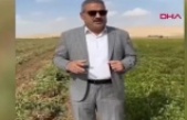 Mardin'de yer fıstığı ekimi yaygınlaşıyor