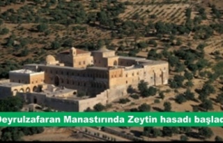 Deyrulzafaran Manastırında Zeytin hasadı başladı