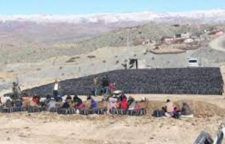 Şırnak'ta atıl araziler fıstık bahçesine...