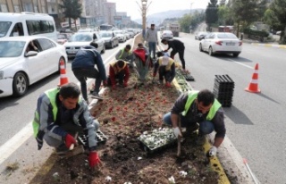 Kavşak ve refüşlere 110 bin çiçek dikildi