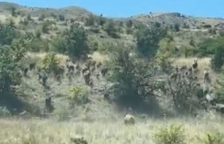 Şırnak'ta Domuz sürüsü görüntülendi