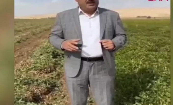 Mardin'de yer fıstığı ekimi yaygınlaşıyor